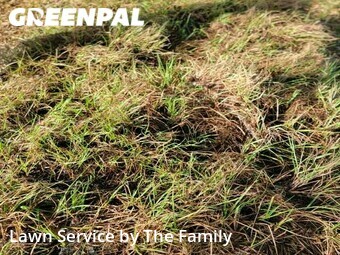 Grass Cut nearby Orlando, FL, 