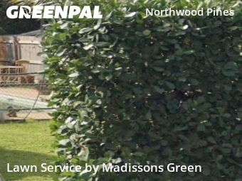 Modern Landscaping In West Palm Beach,33407,Landscaping Maintenance by Madissons Green, work completed in Jul , 2026