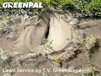 Yard Cutting nearby Boise, ID, 