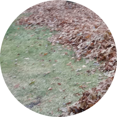 Bernal's Landscaping headshot