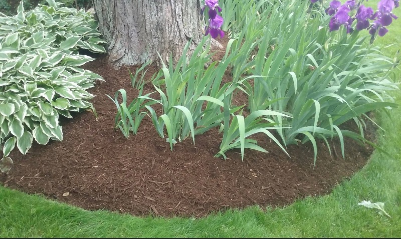 affordable-lawn-services-in-Waukegan-IL