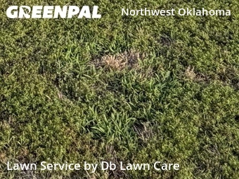 Lawn Care Servicein Oklahoma City,73132,Lawn Service by Db Lawn Care, work completed in Jun , 2026