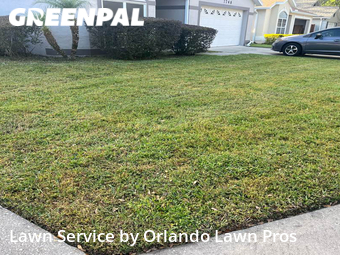 Lawn Cut nearby Orlando, FL, 