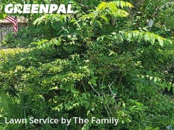 Lawn Care nearby Longwood, FL, 