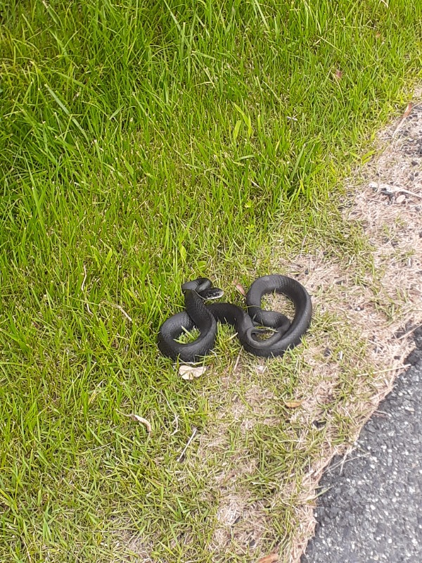 Green For Green Lawn Care Services in Essex, MD