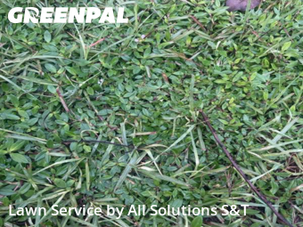 Yard Cutting nearby Poinciana, FL, 