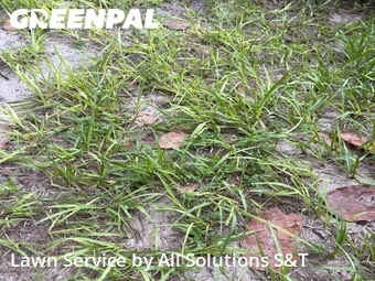 Lawn Maintenance nearby Poinciana, FL, 