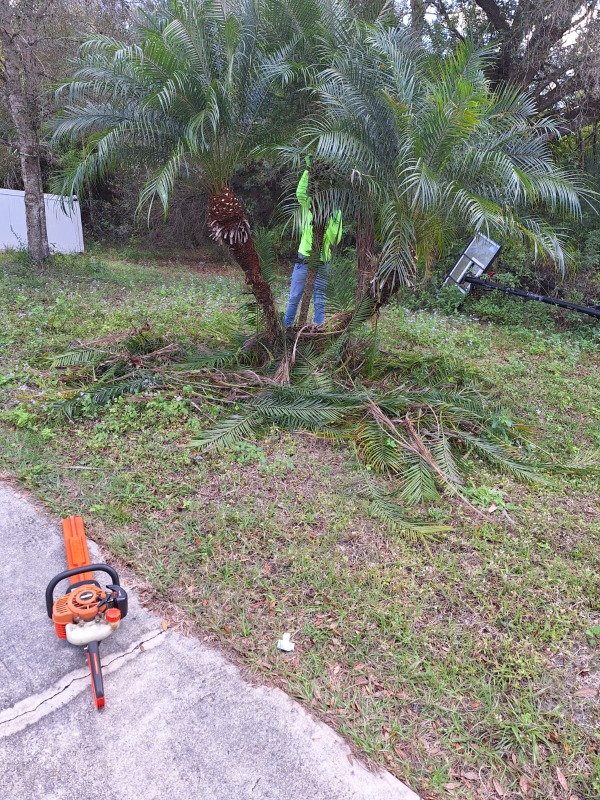 Tropical Greenscape Lawn Care Services in North Port, FL