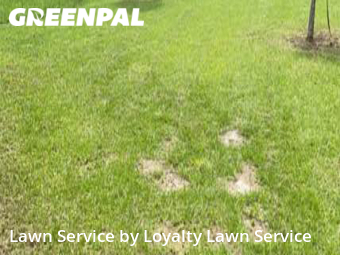 Lawn Mow nearby Fort Pierce, FL, 