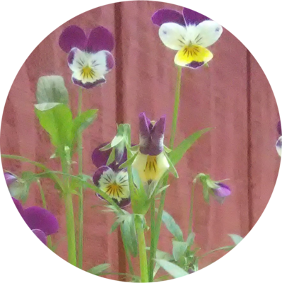 Local Lawn care service near me in Longbranch, WA, 98351