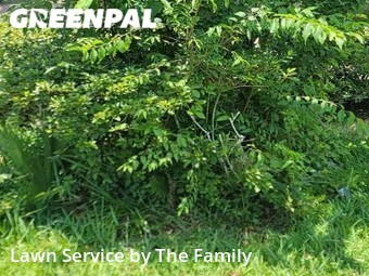 Grass Cut nearby Longwood, FL, 