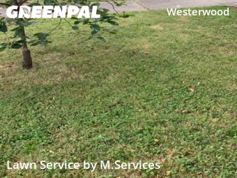 Lawn Services in Greensboro, 27401, Grass Care by M.Services, work completed in Nov , 2025