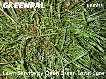 Grass Cut nearby Spokane, WA, 