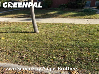 Lawn Cutin Evanston,60203,Lawn Mowing by Alejos Brothers, work completed in Nov , 2025