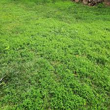 Local Lawn And Landscape Maintenance Services Near Me In Memphis,38127,Landscaping by Bell Lawn Services, work completed in Nov , 2025