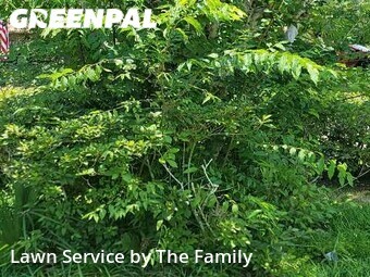Lawn Maintenance nearby Winter Park, FL, 
