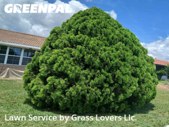 Lawn Maintenance nearby Orlando, FL, 