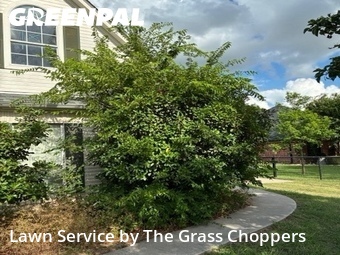 Lawn Care nearby Krum, TX, 