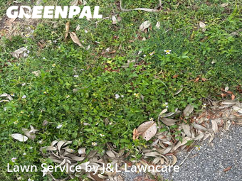 Lawn Mow nearby Sarasota, FL, 