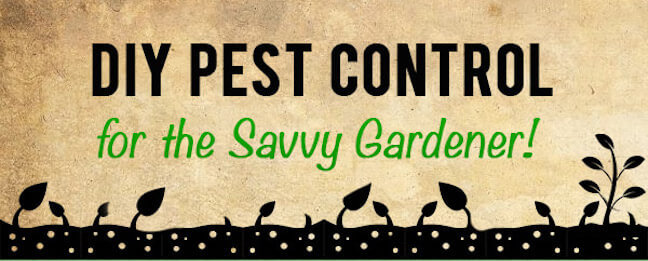Organic Pest Control: 4 Essential Tips for Maintaining a Pest-Free Garden