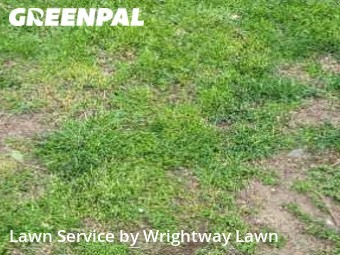 Lawn Mow nearby Covington, KY, 