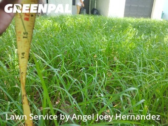 Grass Cut nearby Melbourne, NC, 