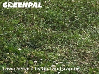 Grass Cut nearby Matthews, NC, 