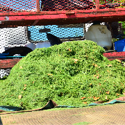 local-lawn-cutting-services-in-Woodbury-MN