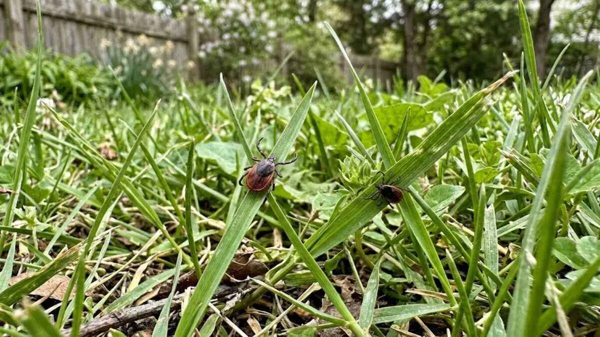 How to Get Rid of Ticks In Your Yard  By Greenpal