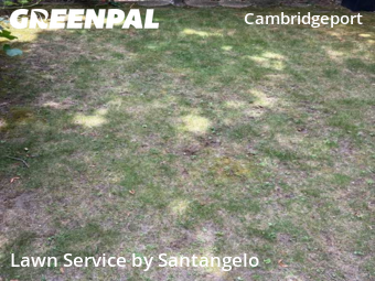 Turf Services in Cambridge, 2139, Lawn Management by Santangelo, work completed in Nov , 2025