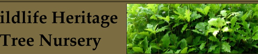 Best Nursery in Jackson Mississippi 3