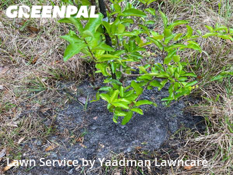 Yard Cutting nearby Clermont, FL, 