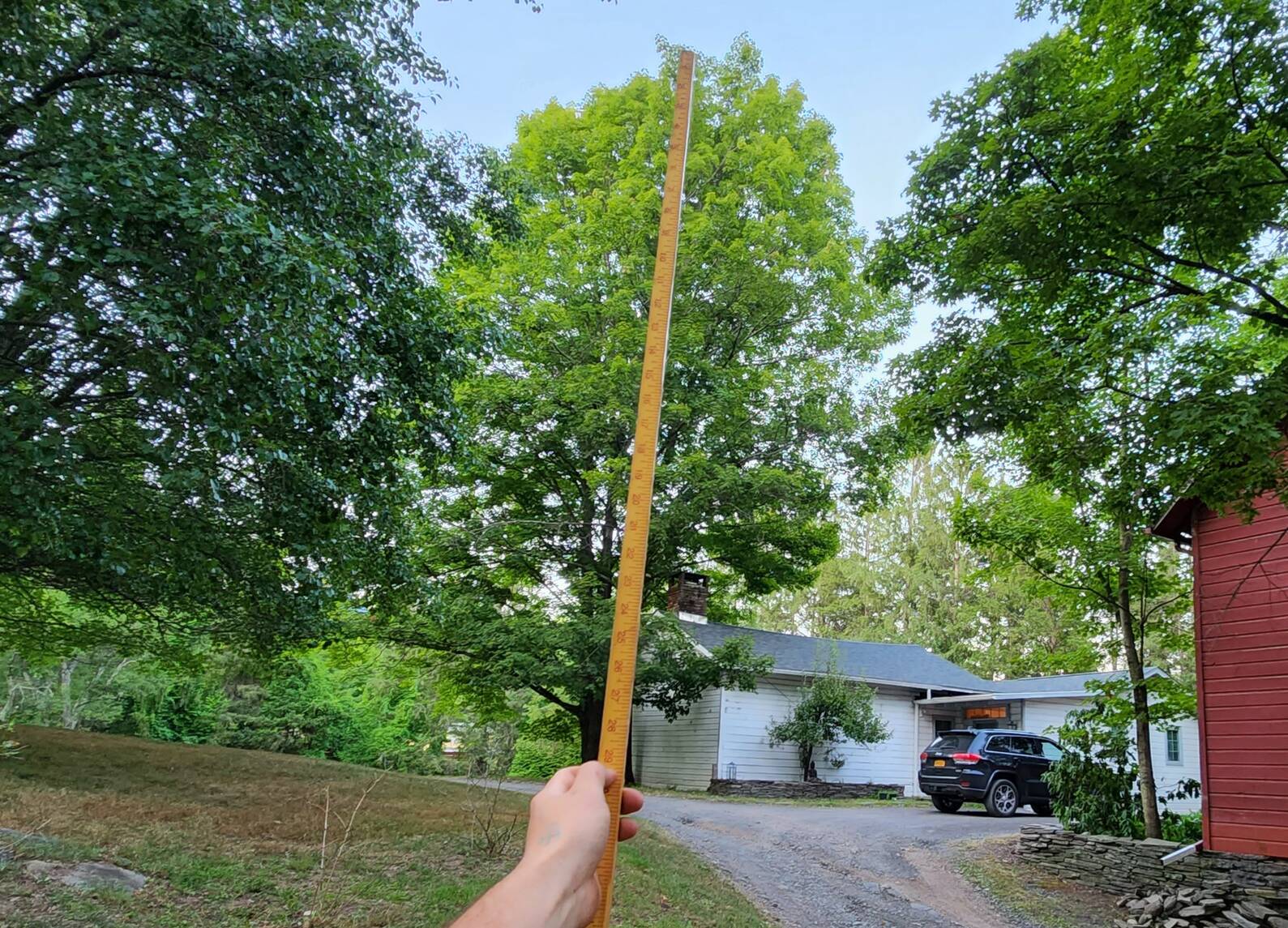 How to Measure a Standing Tree- 4 Methods Without Fancy Tools