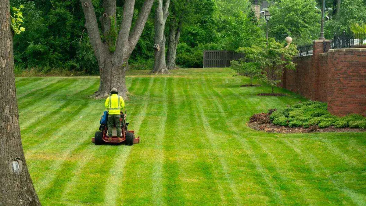 A Beginner’s Guide to Lawn Care
