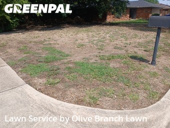 Yard Mowingin Keller,76248,Yard Mowing by Olive Branch Lawn, work completed in Nov , 2025