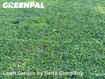 Lawn Mowing Service nearby Bowling Green, KY, 