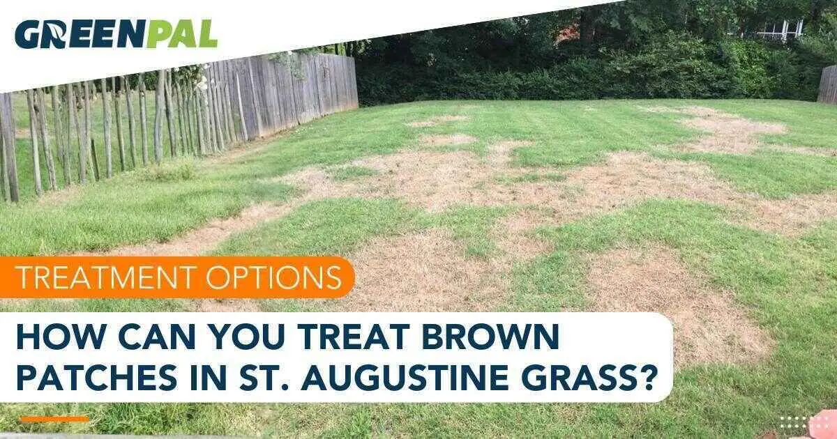 How to Treat and Prevent Brown Patches in Your St. Augustine Grass