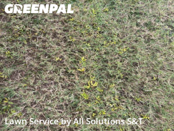 Lawn Mow nearby Winter Haven, FL, 