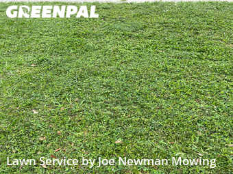Lawn Mow nearby Clearwater, FL, 