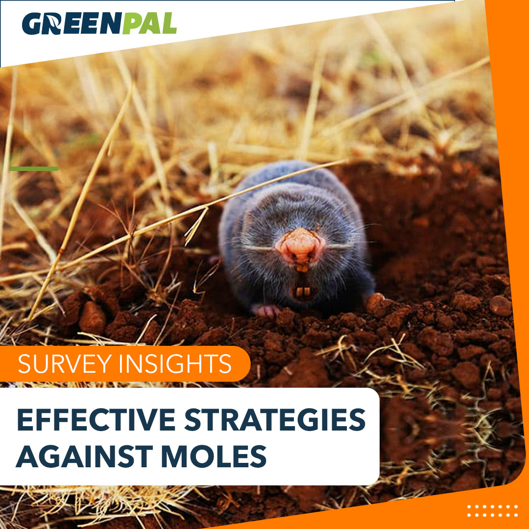 Survey: Homeowners share how to get rid of moles in your yard