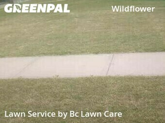 Lawn Care Service nearby Wake Forest, NC, 