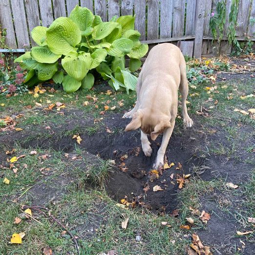 Prevent Dog Damage in Your Yard: Stop Digging and Brown Spots By Greenpal