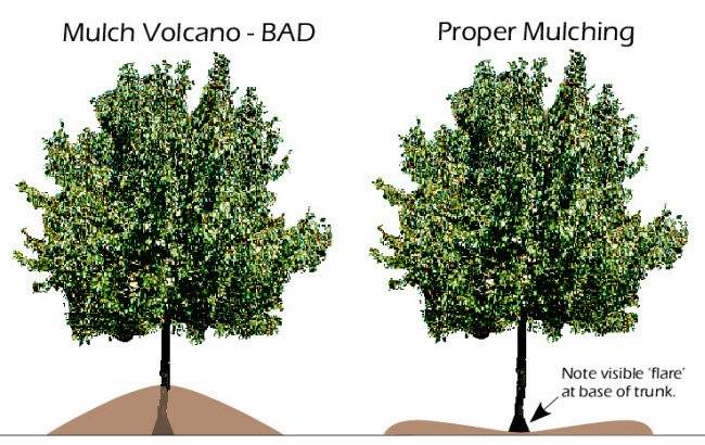 Dont kill your trees, make sure you are mulching them the right way
