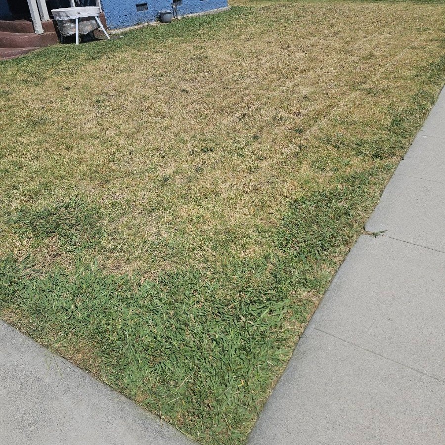 Lawn mowing work by Brothersvera in South Gate, CA