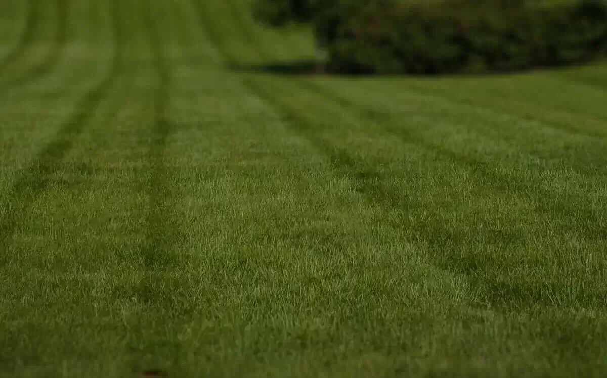 local-lawn-cutting-services-in-Kansas-city-mo-near-me