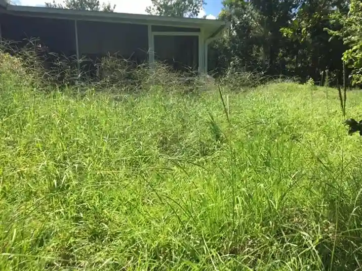 Lawn care service started by vendor 2 on GreenPal platform in Buena Park CA