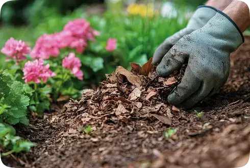 Mulch installation being performed in Merced, CA