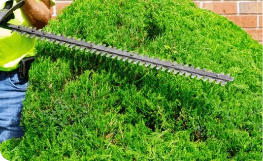 Worker using hedge trimmer for bush trimming in Ithaca, NY