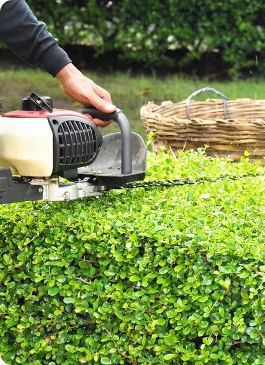 Professional hedge trimming service in progress in Ithaca, NY