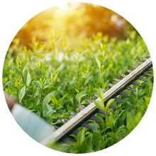 Trim hedges to requested height and shape in Baltimore